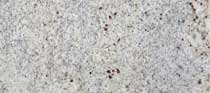 Kashmir White